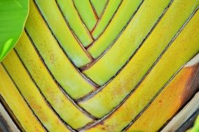 banana flowers in the caribbean