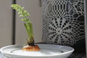 carrot with green tail in a plate