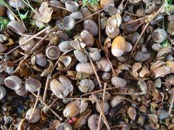 acorns are gifts of nature