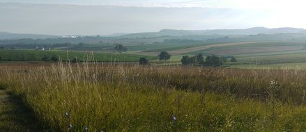 summer countryside in morning fog, landscape, germany, baden wÃ¼rttemberg