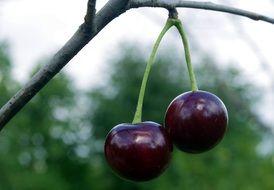 red fresh Cherries on branch macro