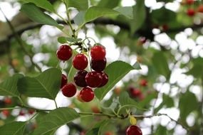 red cherry on a tree branch in the garden