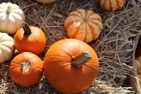 pumpkins in hay