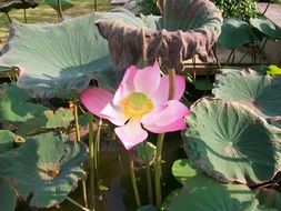 pink lotus in Thailand