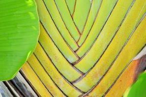 yellow banana leaves as decor