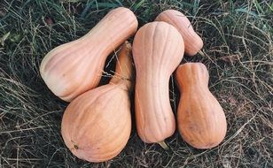 Harvest of the pumpkins in the summer