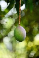 mango grows on a branch in nature