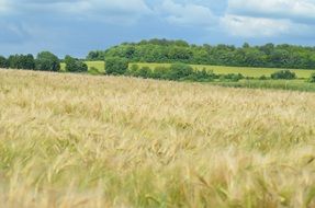 endless barley field on a sunny day