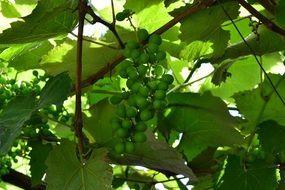 green grapes among the vines