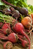 radishes, carrots and beets in the kitchen