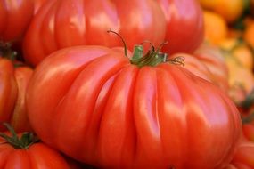 red farm tomatoes