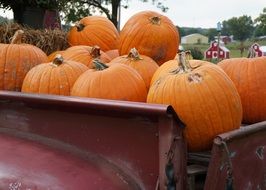 orange pumpkin in the back of a tractor