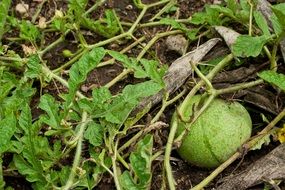 Water melon on the ground