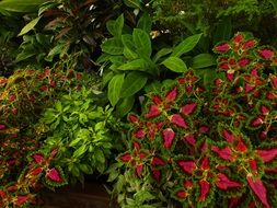 garden plants with colorful leaves