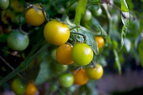 Cherry Tomato Green