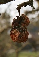 dry shriveled apple on a tree