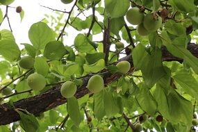 green plum tree in spring