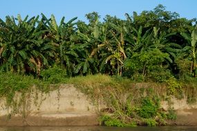 banana plantation on the banks of the river in Colombia