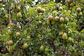 harvest of pears on the tree