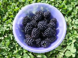 blackberry in a plastic bowl