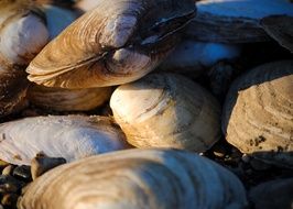 fresh seashells