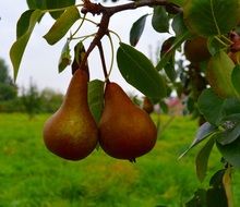 Ripe orange sweet pears on the tree