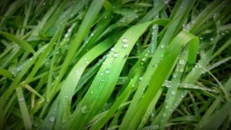 green grass in drops of water close up