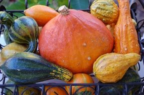 colorful pumpkins in pile