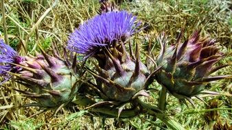 Cardoon Flower Purple Plant green grass aback