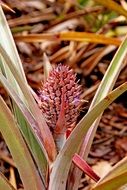 small red Pineapple Plant