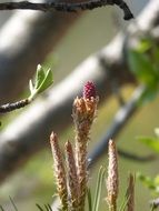Macro photo of Pine fruit
