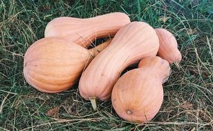 pumpkins on green grass