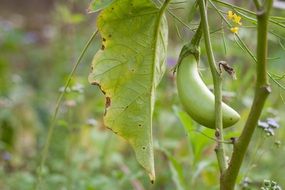 Fruit Eggplant