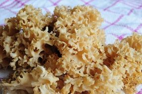 tasty Mushroom Edible