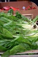 fresh mangold in the market