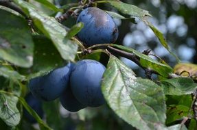 blue ripe plums on a tree close-up