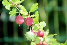 Gooseberry Ribes