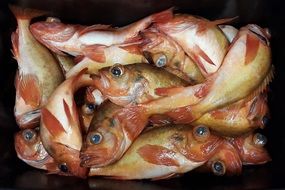 redfish in a box