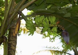 green bananas on a palm tree