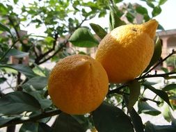 Lemons on the tree in Tuscany in Italy