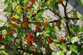 ripening fruits on the tree