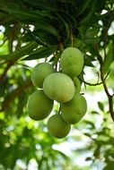 unripe mango on a tree in the rainforest