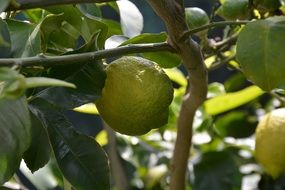 Lemon Plant with unripe fruits