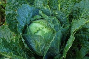 Vegetable Green Cabbage