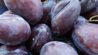 A lot of the colorful ripe plums