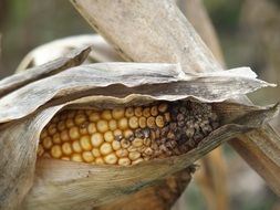 Harvest of corn in the summer