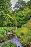 calm brook in wild forest in summer