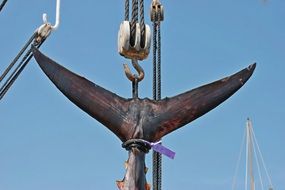 fishermen caught tuna