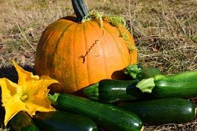 yellow pumpkin and green zucchini on a sunny day