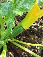 flower Organic Squash
